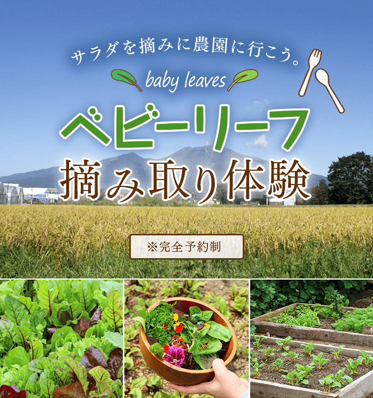 サラダを摘みに農園に行こう。軽井沢でベビーリーフ摘み取り体験