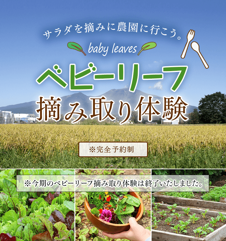 サラダを摘みに農園に行こう。軽井沢でベビーリーフ摘み取り体験